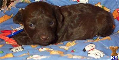 Puppies in KS